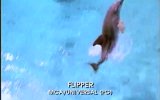 Flipper Fragmanı